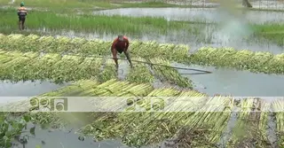 ফরিদপুরে ৮৭ হাজার হেক্টরে পাটের আবাদ; উৎপাদনের লক্ষ্যমাত্রা ১ লাখ ৯৫ হাজার টন